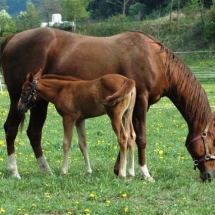 fohlen Schoen.2010 054